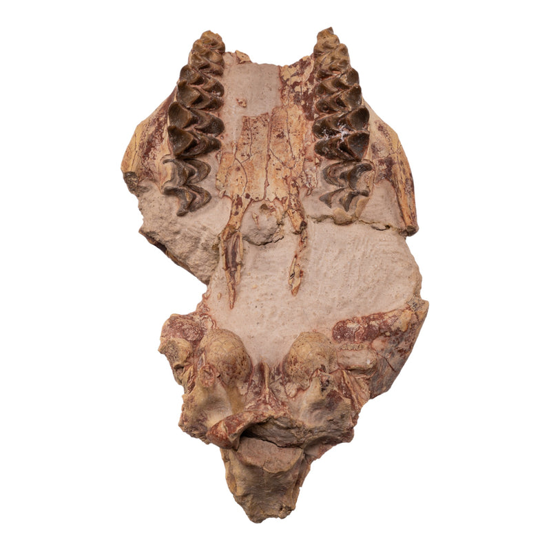 Real Partial Fossilized Oreodont Skull