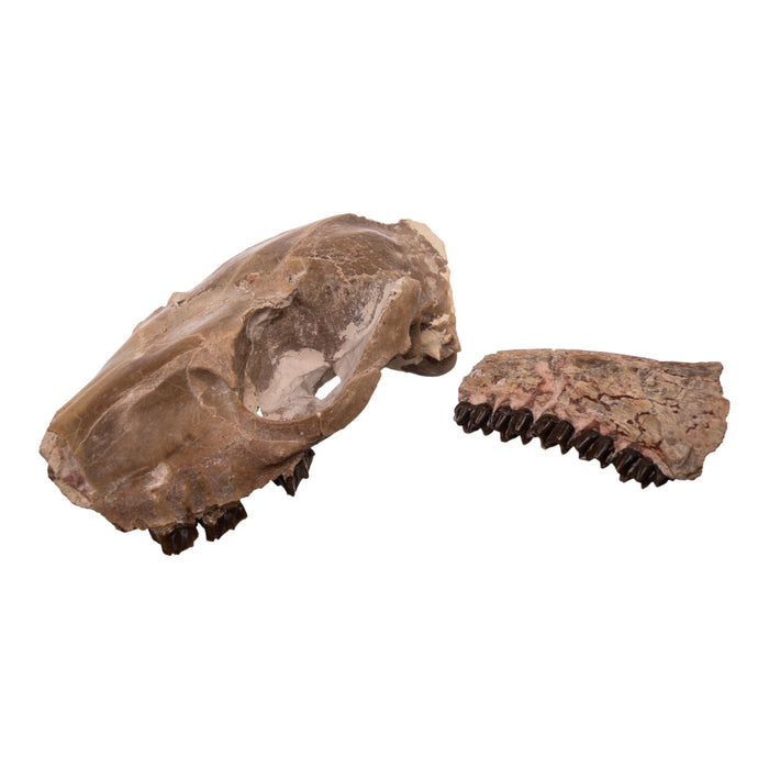 Real Partial Fossilized Mesohippus Skull and Jaw