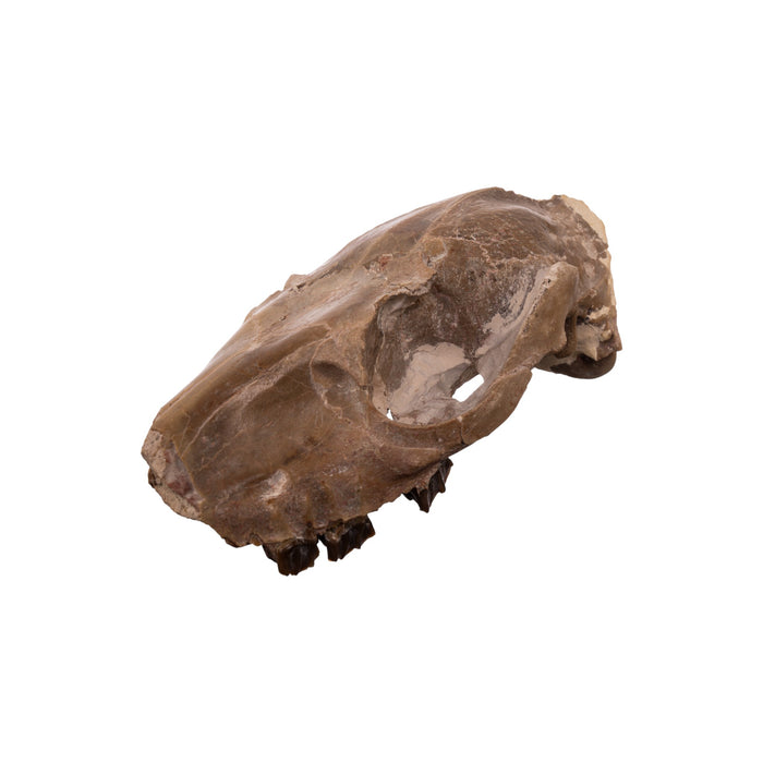 Real Partial Fossilized Mesohippus Skull and Jaw