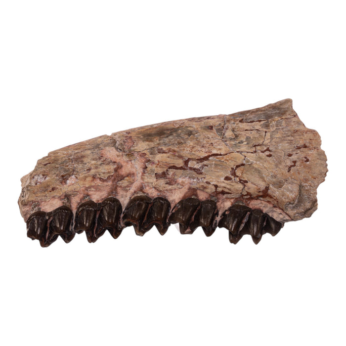 Real Partial Fossilized Mesohippus Skull and Jaw