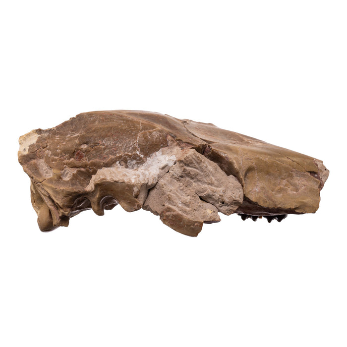 Real Partial Fossilized Mesohippus Skull and Jaw