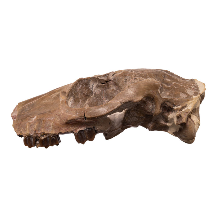 Real Partial Fossilized Mesohippus Skull and Jaw