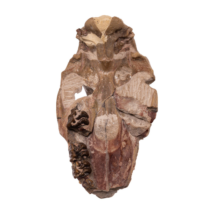 Real Partial Fossilized Mesohippus Skull and Jaw