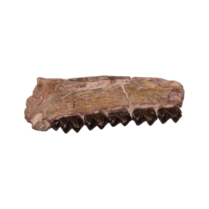 Real Partial Fossilized Mesohippus Skull and Jaw