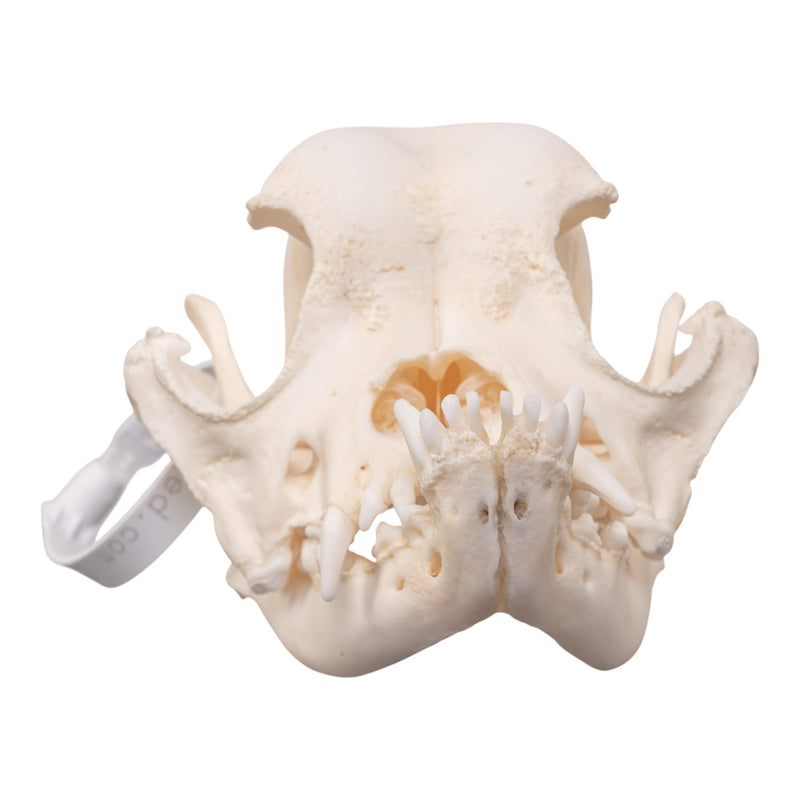 Real Domestic Dog - English Bulldog Skull - Brachycephalic