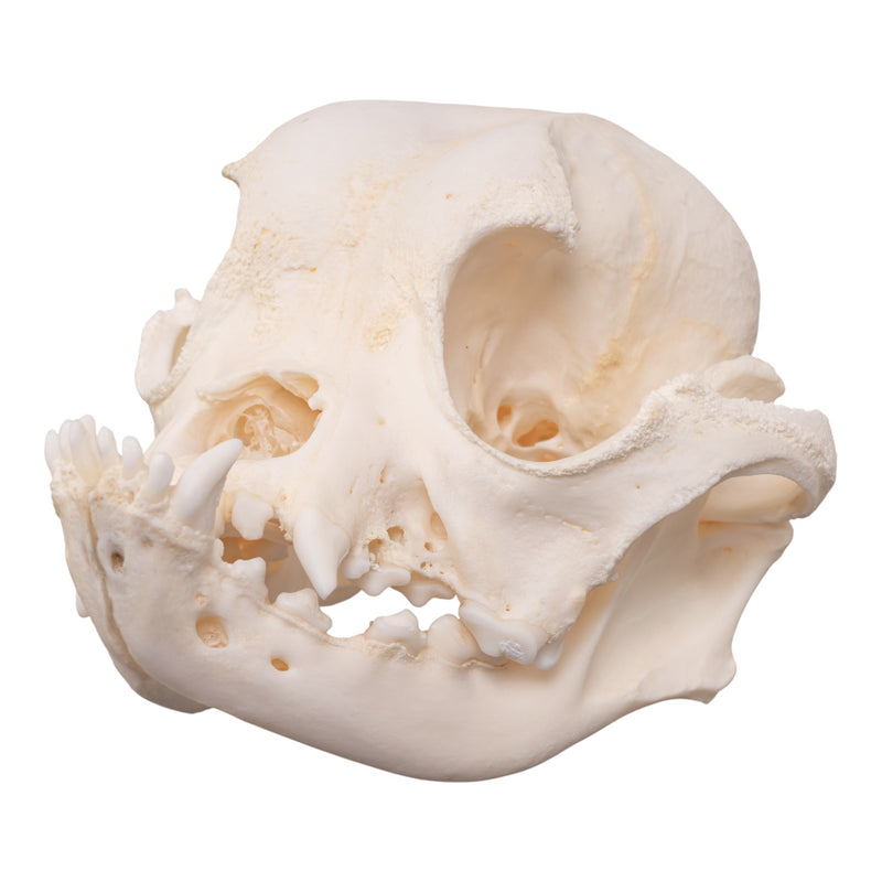 Real Domestic Dog - English Bulldog Skull - Brachycephalic