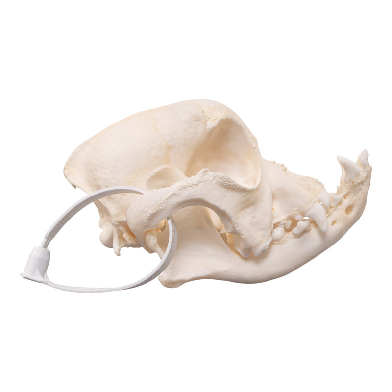 Real Domestic Dog - English Bulldog Skull - Brachycephalic