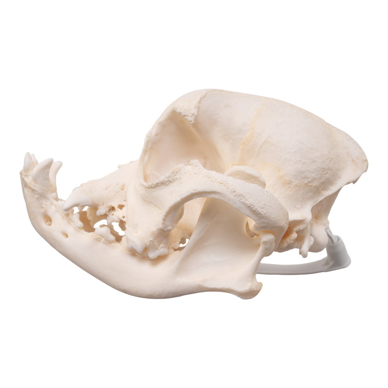 Real Domestic Dog - English Bulldog Skull - Brachycephalic
