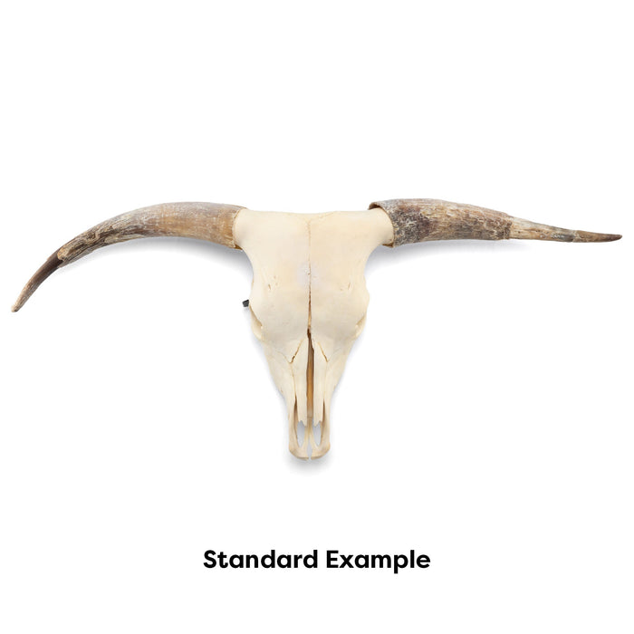 Real Longhorn Skull - Standard Quality