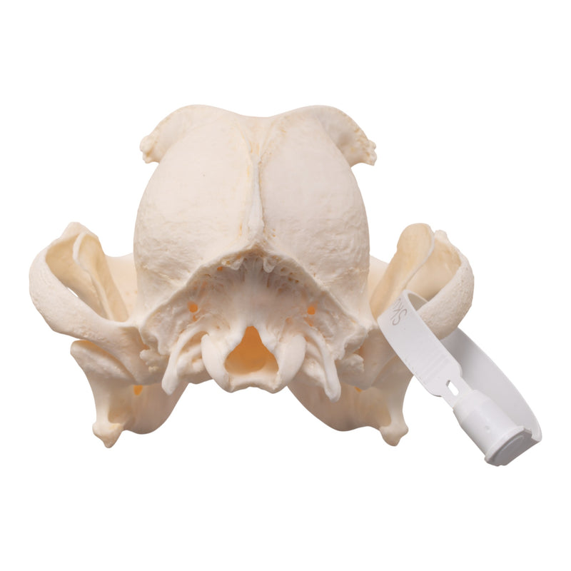 Real Domestic Dog - English Bulldog Skull - Brachycephalic