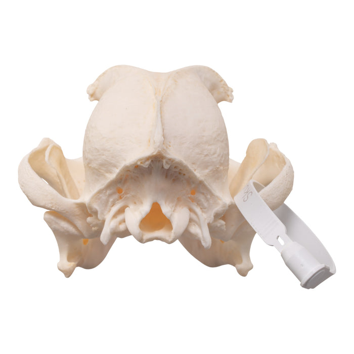 Real Domestic Dog - English Bulldog Skull - Brachycephalic