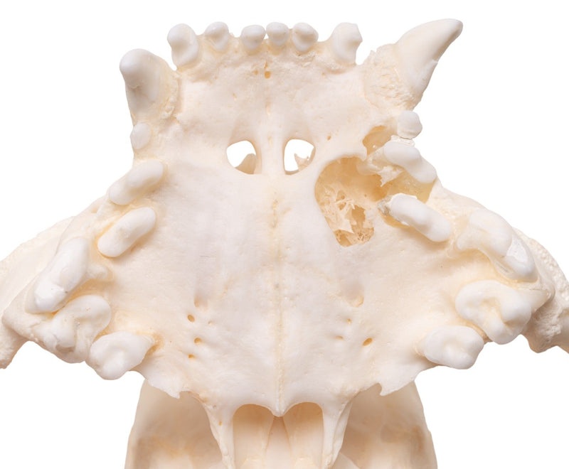 Real Domestic Dog - English Bulldog Skull - Brachycephalic