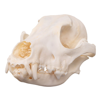 Real Domestic Dog Skull - Pathology