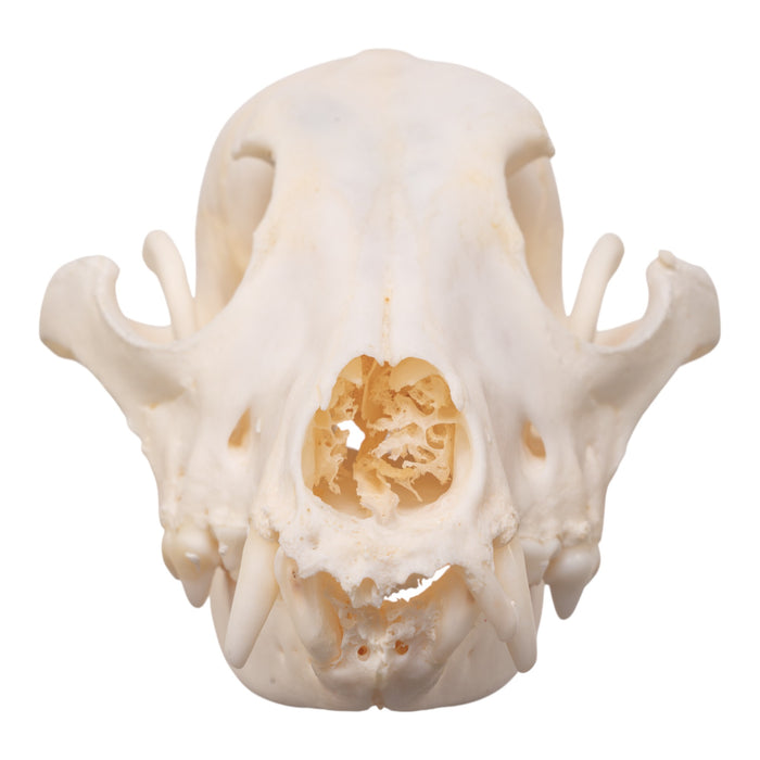 Real Domestic Dog Skull - Pathology