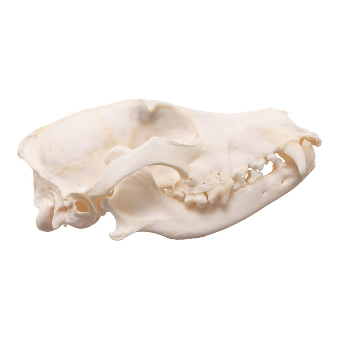 Real Domestic Dog Skull - Pathology