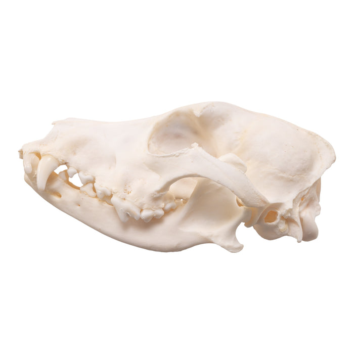 Real Domestic Dog Skull - Pathology