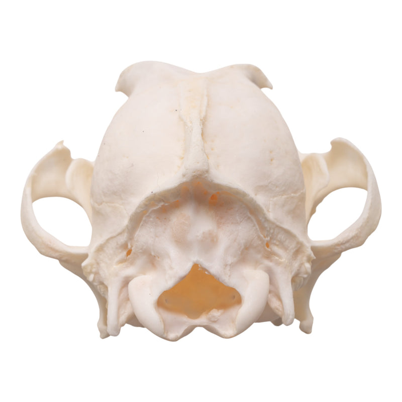 Real Domestic Dog Skull - Pathology