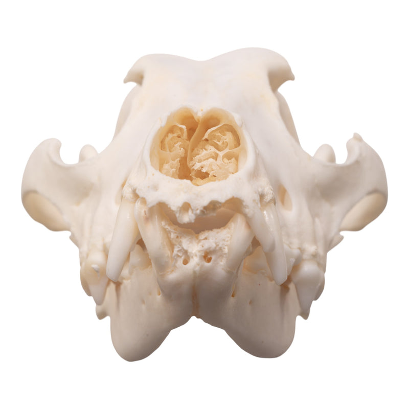 Real Domestic Dog Skull - Pathology