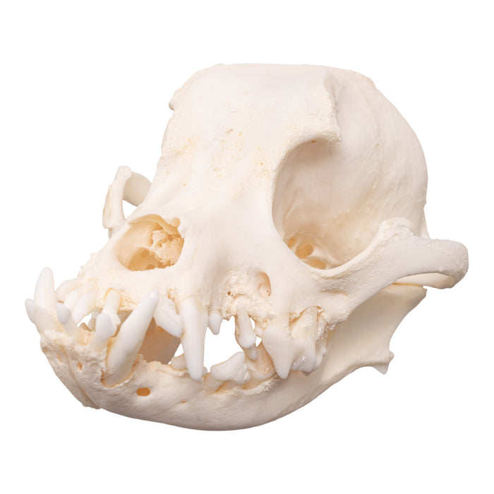 Real Domestic Dog Skull - Brachycephalic