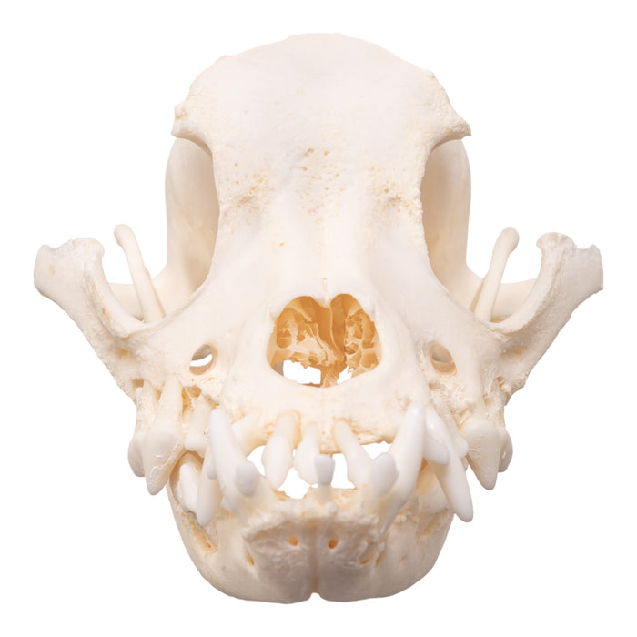 Real Domestic Dog Skull - Brachycephalic