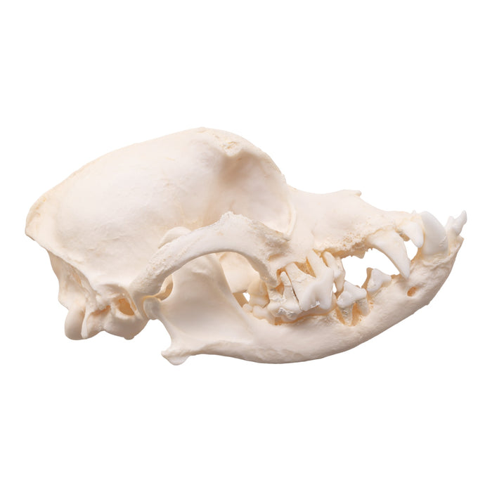 Real Domestic Dog Skull - Brachycephalic