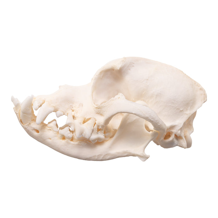 Real Domestic Dog Skull - Brachycephalic