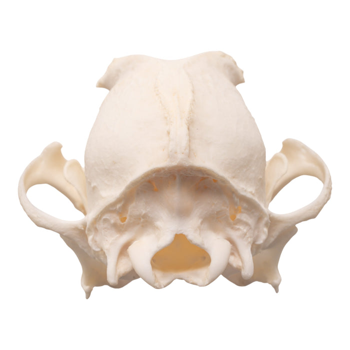 Real Domestic Dog Skull - Brachycephalic
