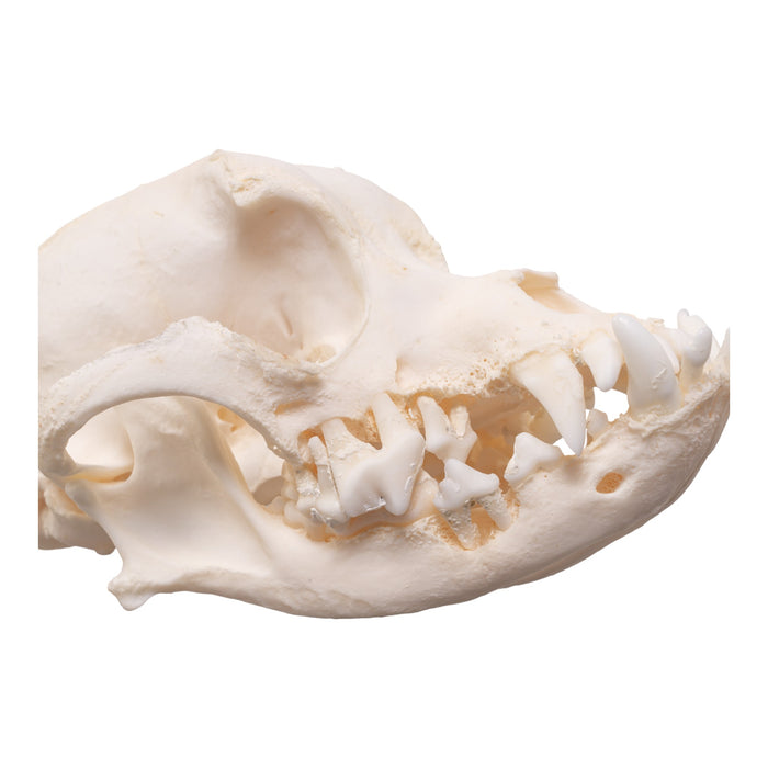 Real Domestic Dog Skull - Brachycephalic