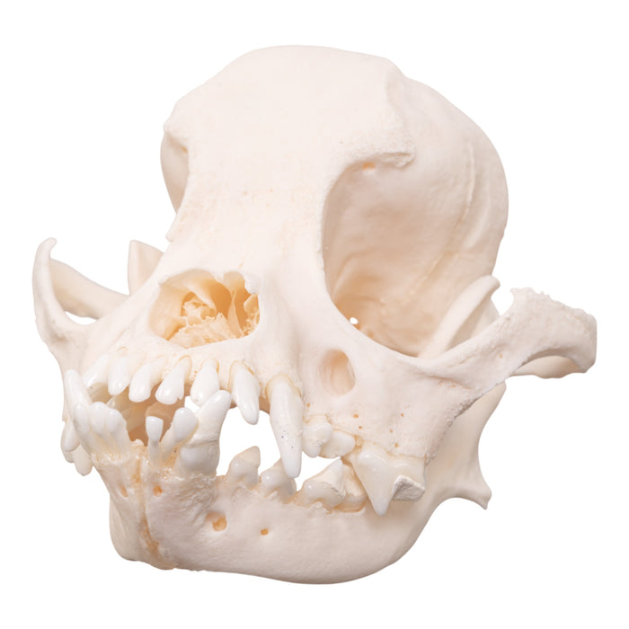 Real Domestic Dog Skull - Brachycephalic
