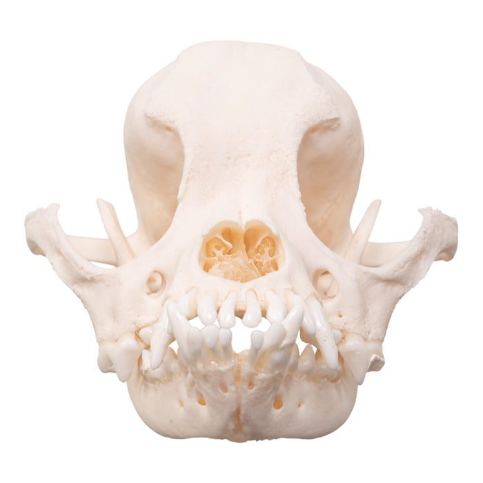 Real Domestic Dog Skull - Brachycephalic
