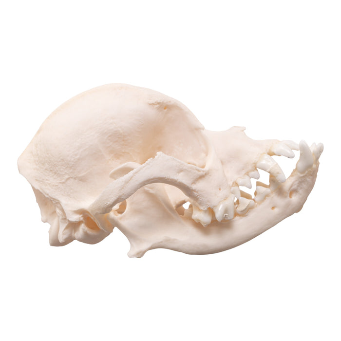 Real Domestic Dog Skull - Brachycephalic