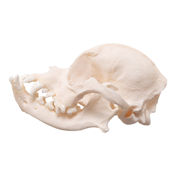 Real Domestic Dog Skull - Brachycephalic