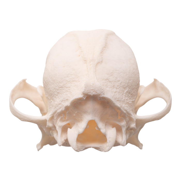 Real Domestic Dog Skull - Brachycephalic