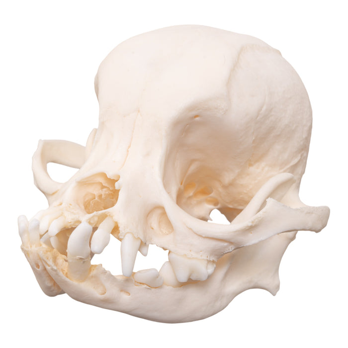 Real Domestic Dog Skull - Brachycephalic