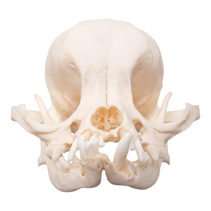 Real Domestic Dog Skull - Brachycephalic