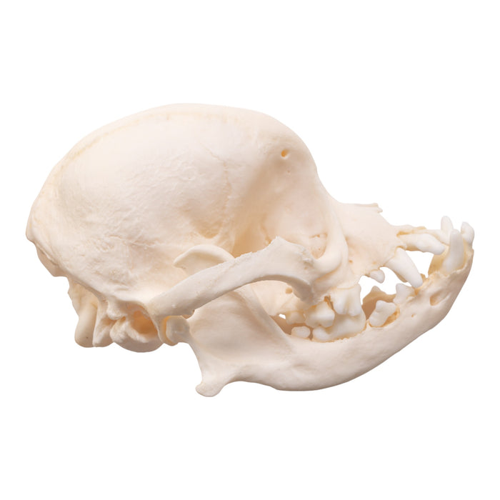 Real Domestic Dog Skull - Brachycephalic