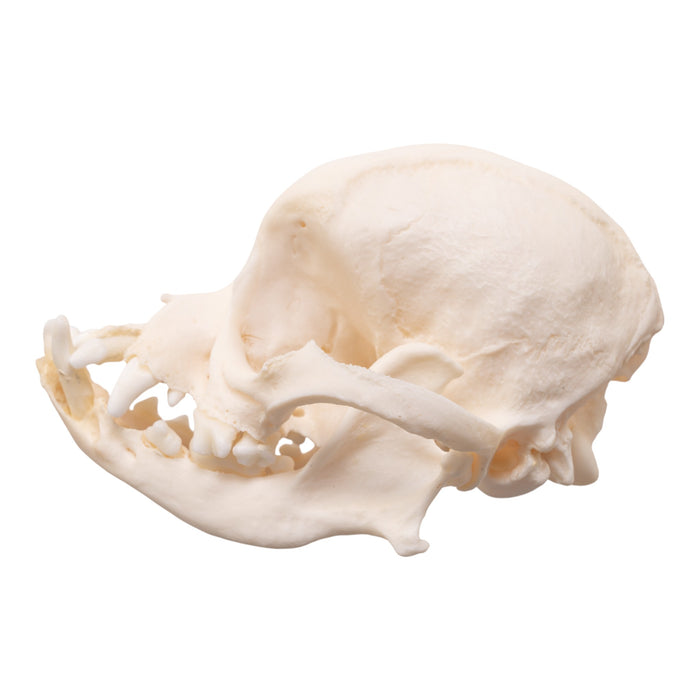 Real Domestic Dog Skull - Brachycephalic