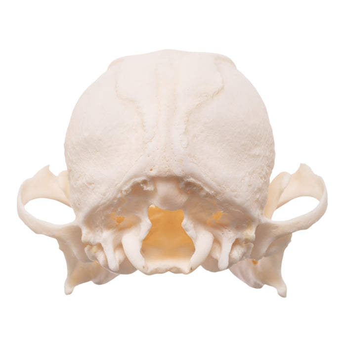 Real Domestic Dog Skull - Brachycephalic
