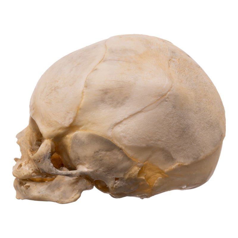 Real Human Fetal Skull