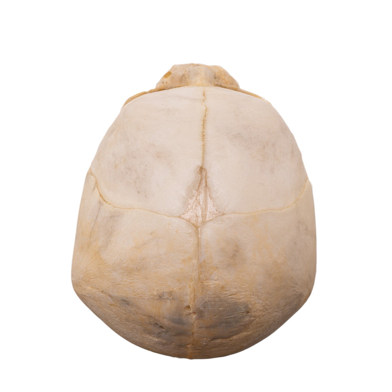 Real Human Fetal Skull