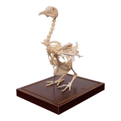 Real Pigeon Skeleton - Economy - Impaired