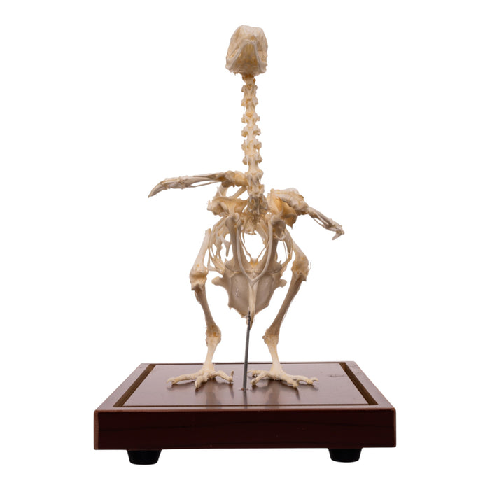 Real Pigeon Skeleton - Economy - Impaired