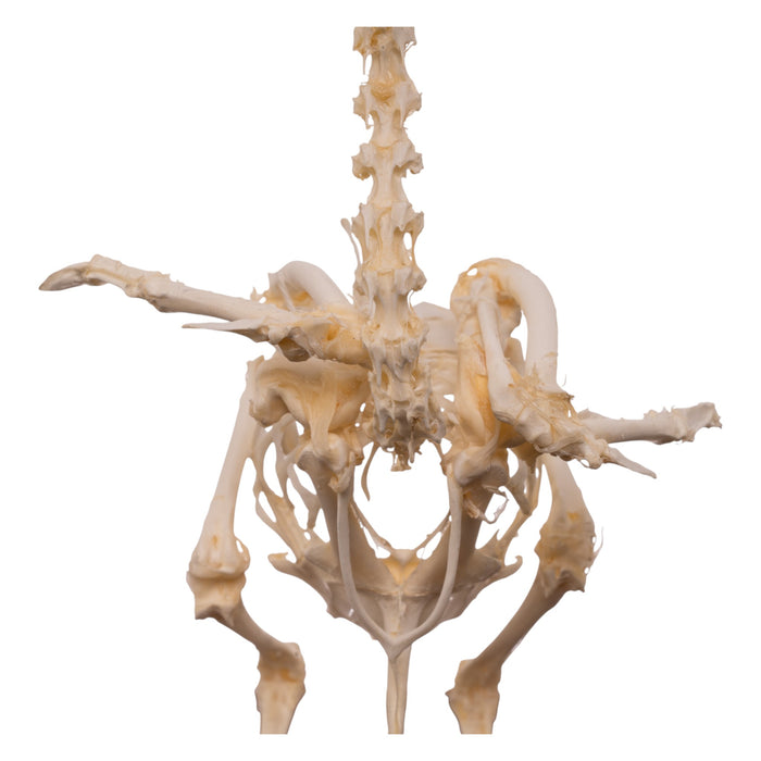 Real Pigeon Skeleton - Economy - Impaired
