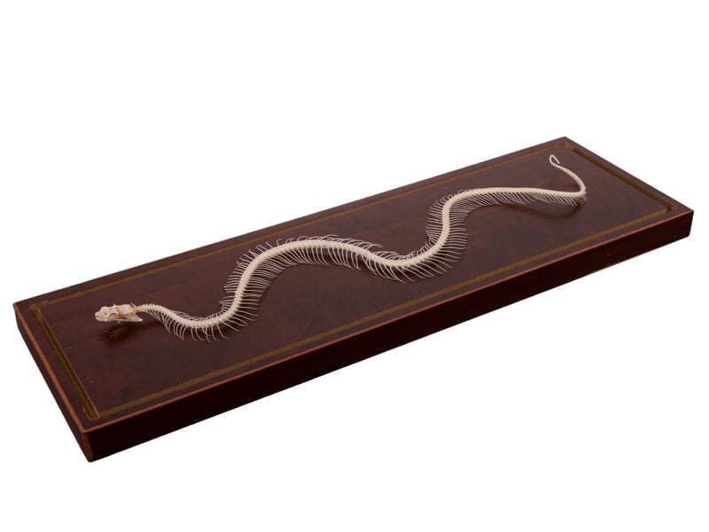 Real Venomous Snake Skeleton - Economy - Impaired