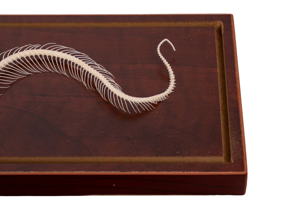 Real Venomous Snake Skeleton - Economy - Impaired