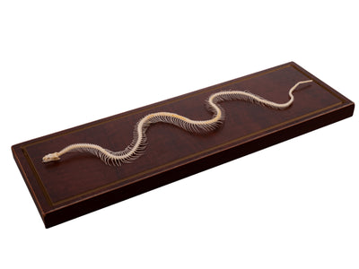 Real Non-venomous Snake Skeleton - Economy - Impaired