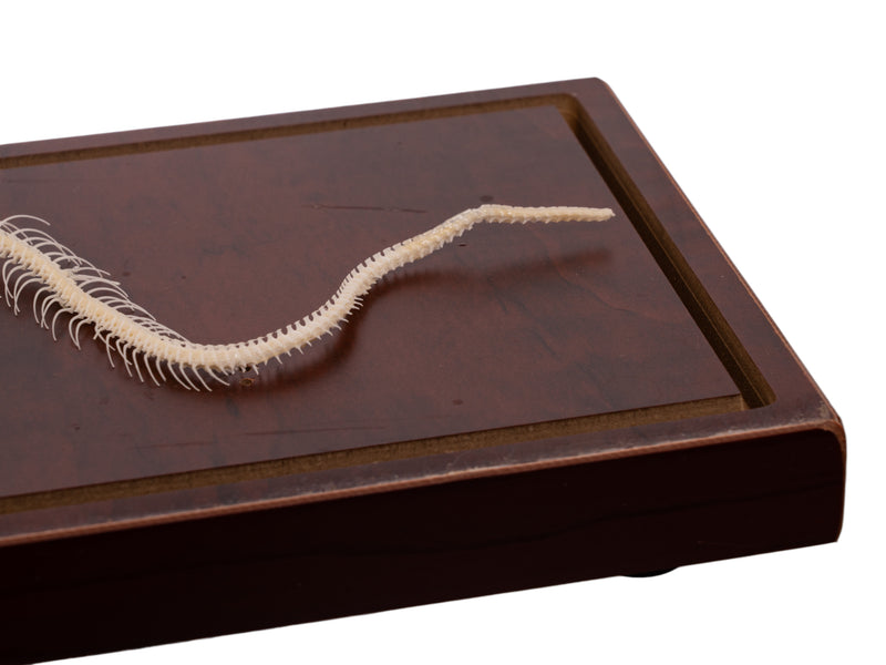 Real Non-venomous Snake Skeleton - Economy - Impaired