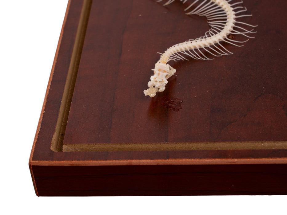 Real Venomous Snake Skeleton - Economy - Impaired