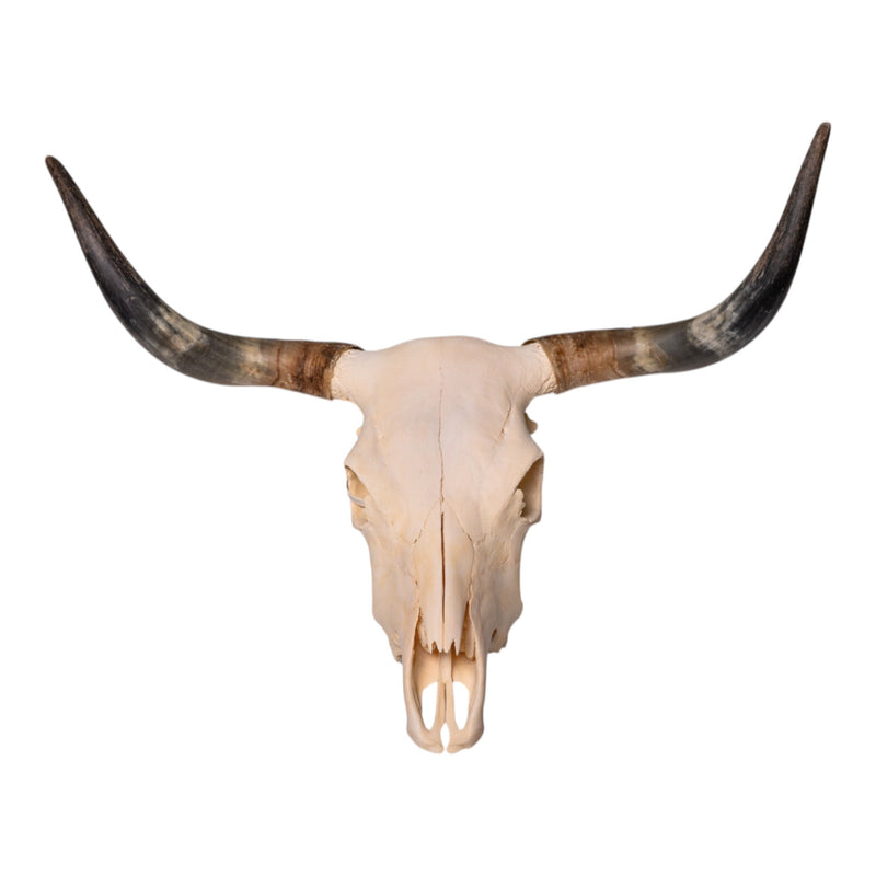 Real Longhorn Skull