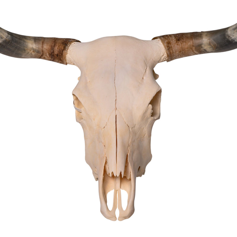 Real Longhorn Skull